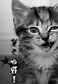 梵天喵屁王小说阅读